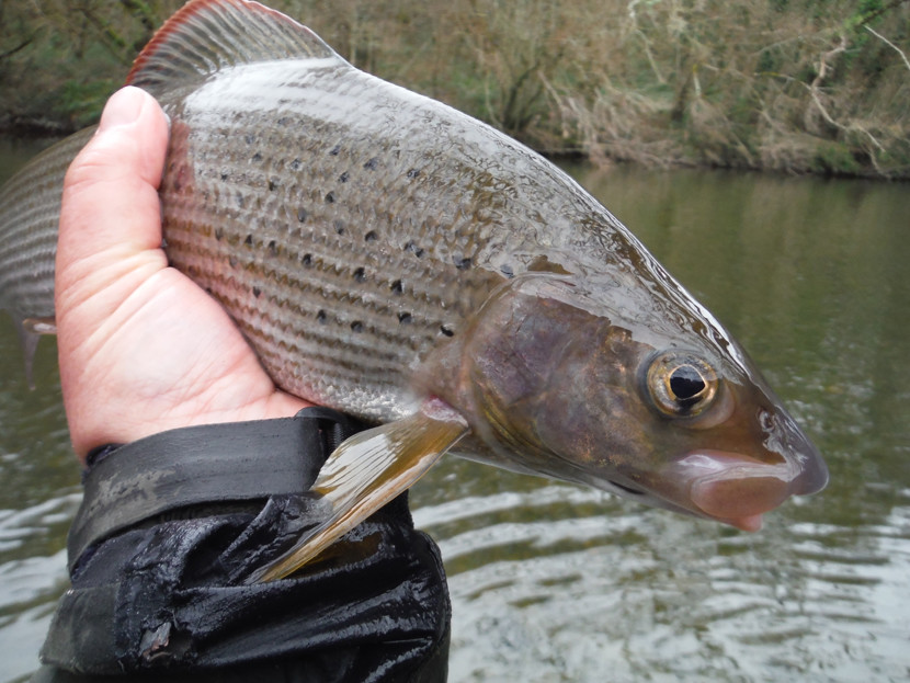January grayling